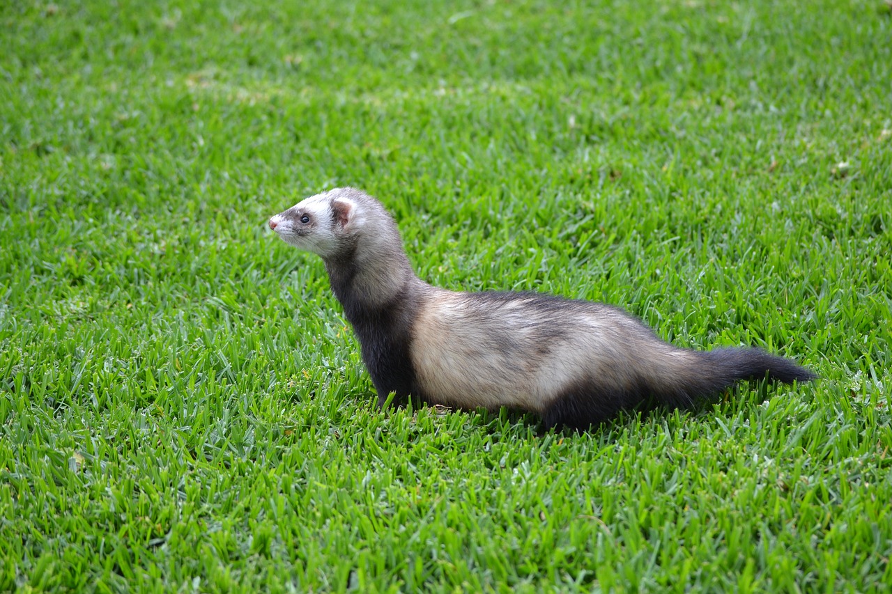 How to Prepare a Balanced Diet for Your Ferret